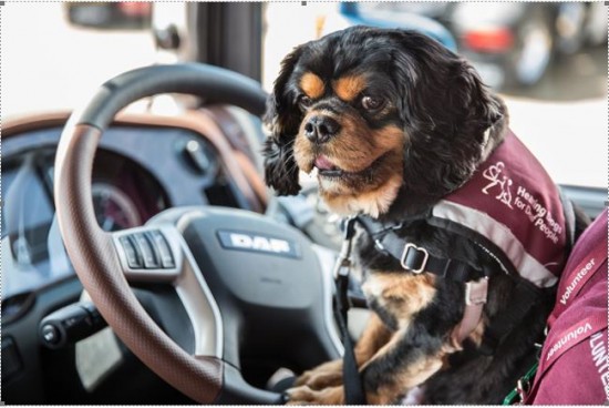 DAF Trucks thanks truck industry for Hearing Dogs charity support